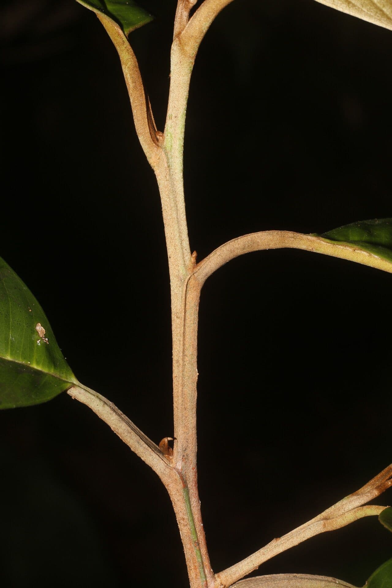Micropholis 9