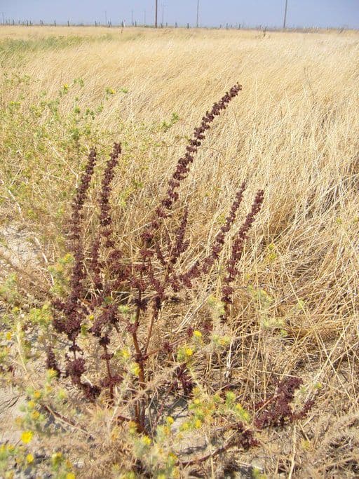 Rumex dentatus 7