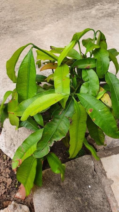Garcinia 4