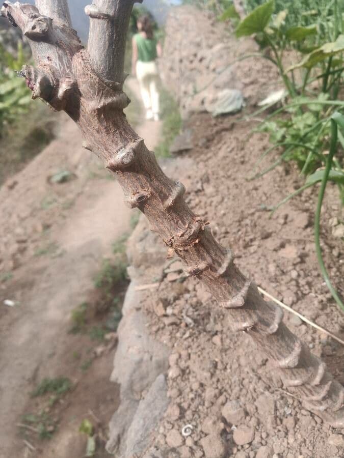 Searsia pyroides 10
