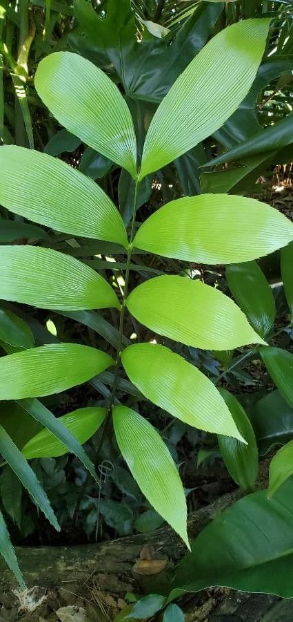 Zamia 2