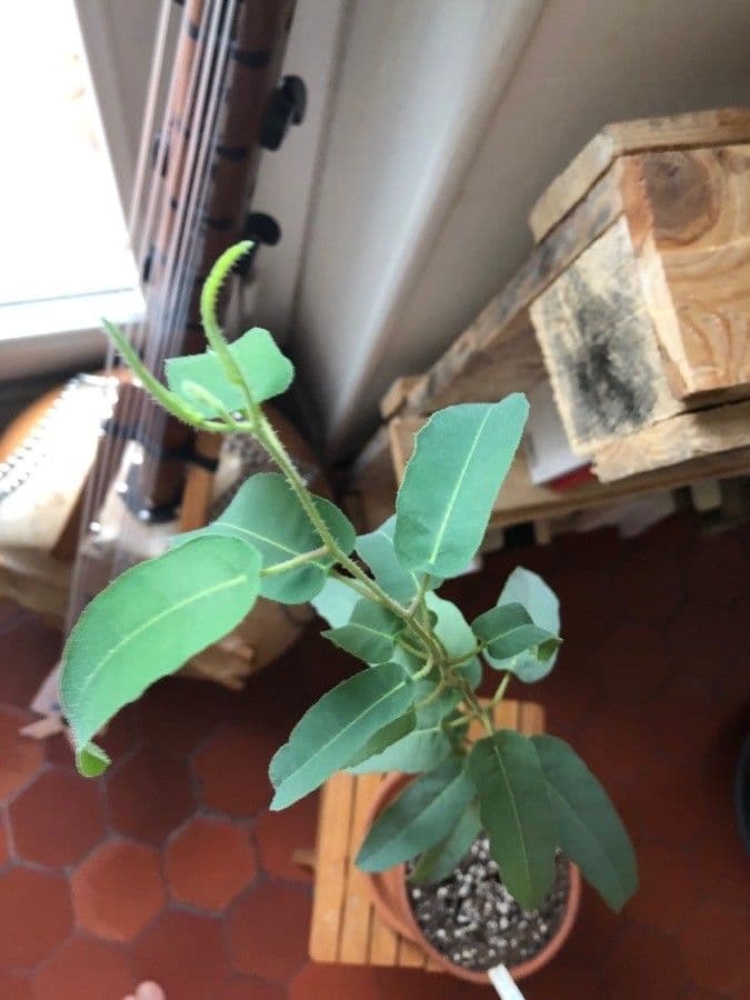 Eucalipto limone 11