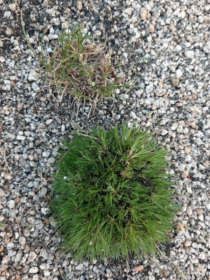 Minuartia recurva 11
