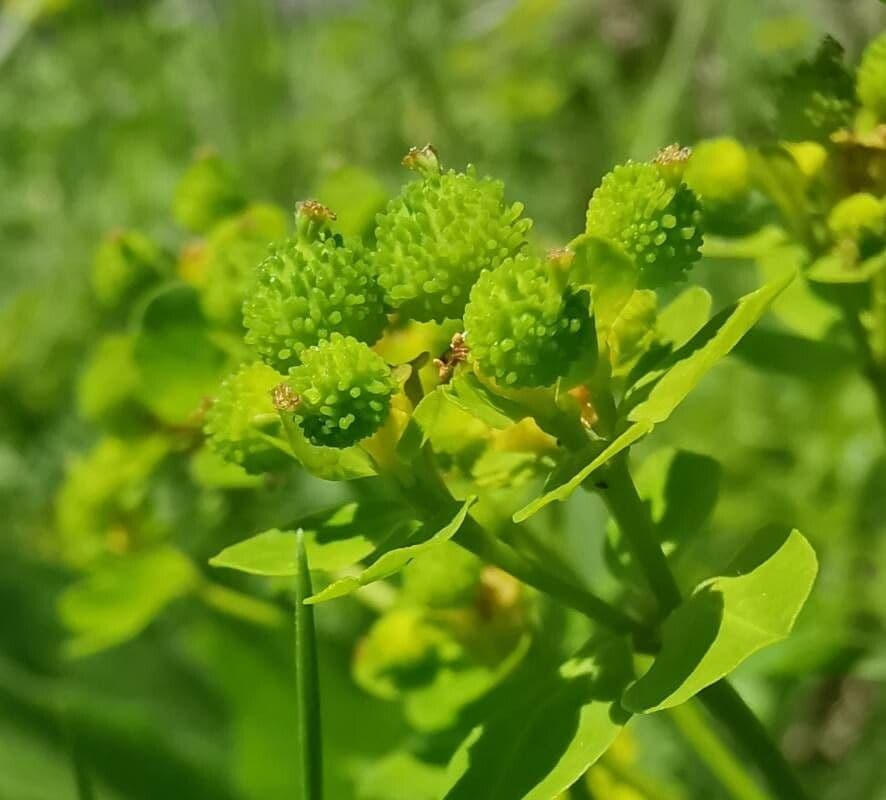 Euforbia bionda 5