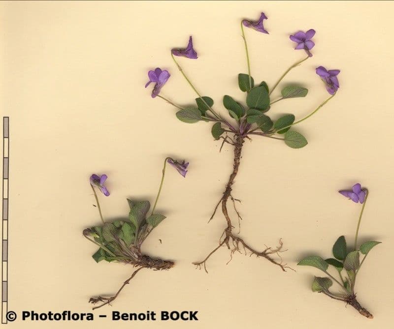 Viola rupestre 19