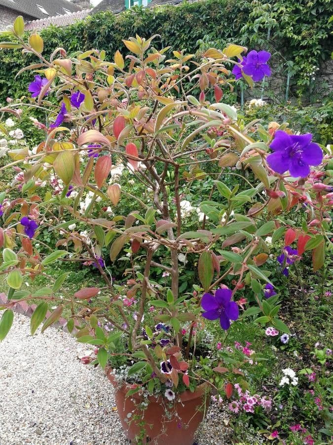 Flor de princesa 11