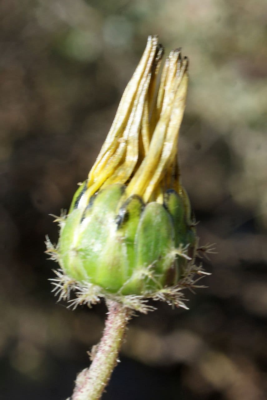 Kapringelblume 4