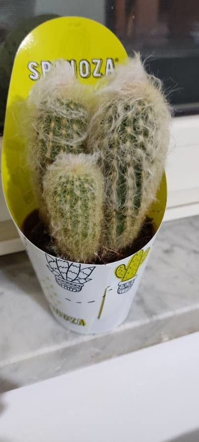 Espostoa 16