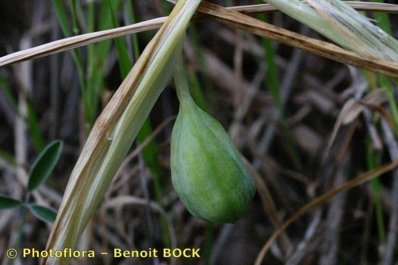 Iris tuberoso