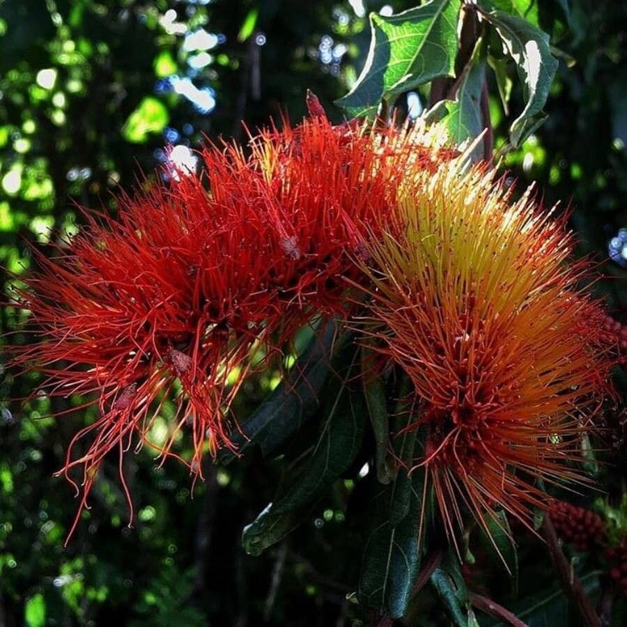 Combretum 2