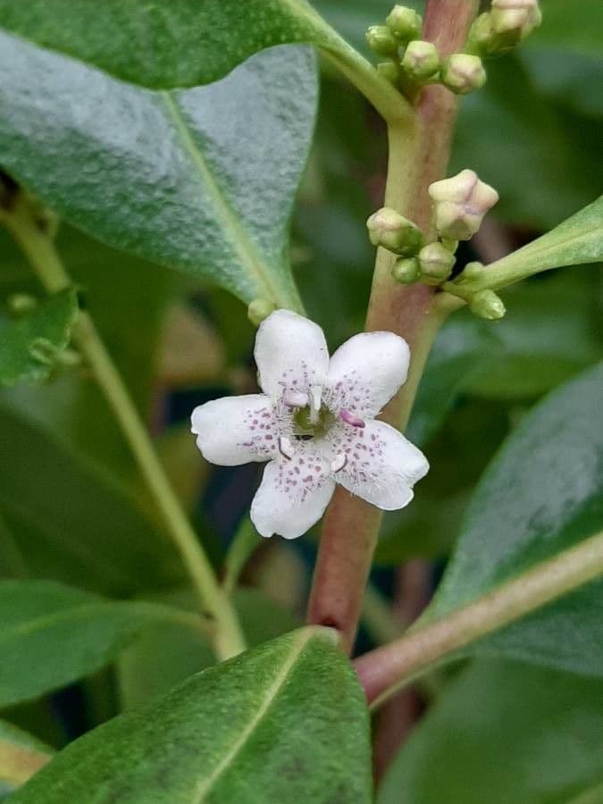 Schlankblättriges Myoporum 6