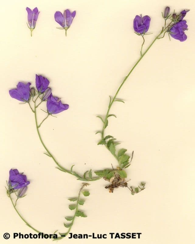 Campanula 8
