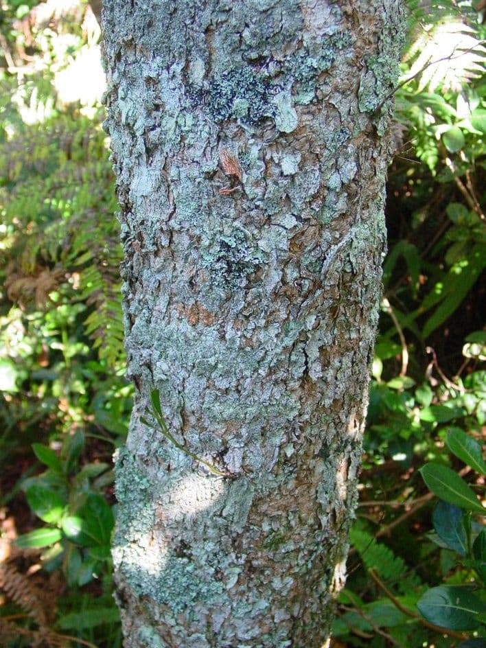 Acacia 23