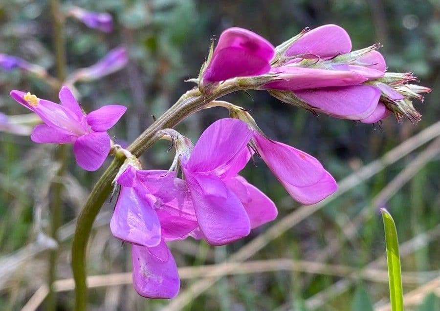 Hedysarum 2