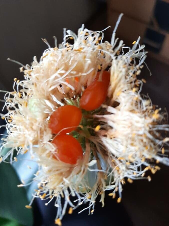 Haemanthus 2