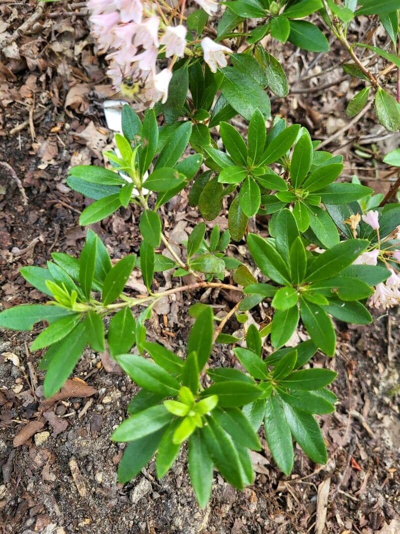 Rododendro 3