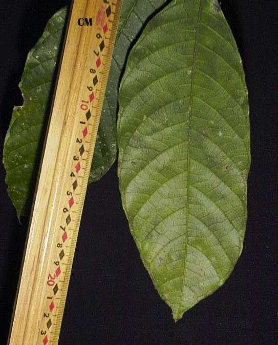 Sorocea 12