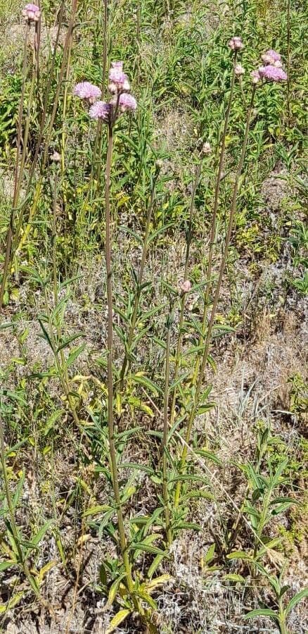 Campuloclinium macrocephalum 8