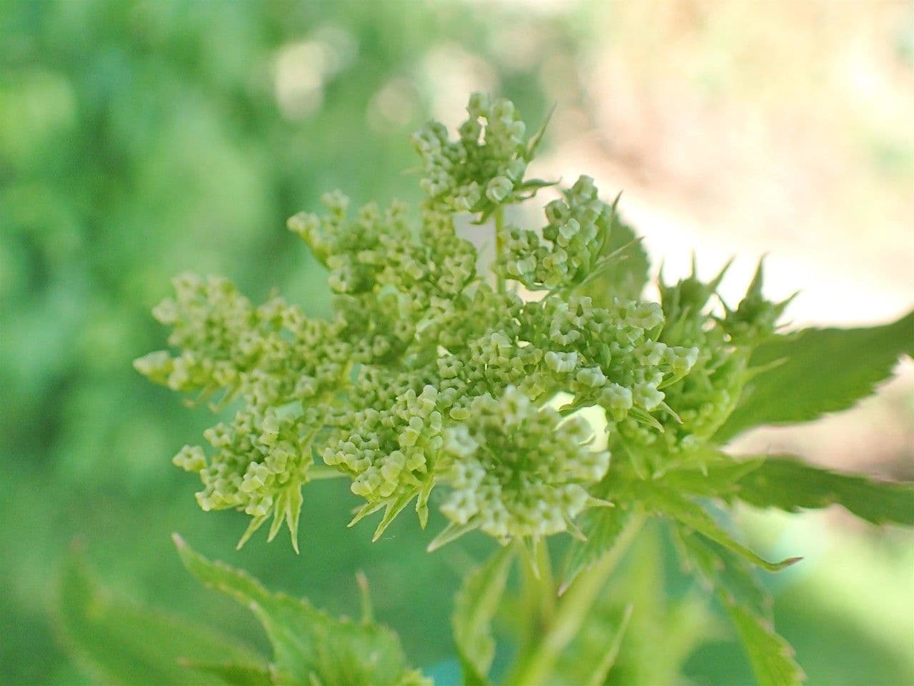 Celer svraštěný 8