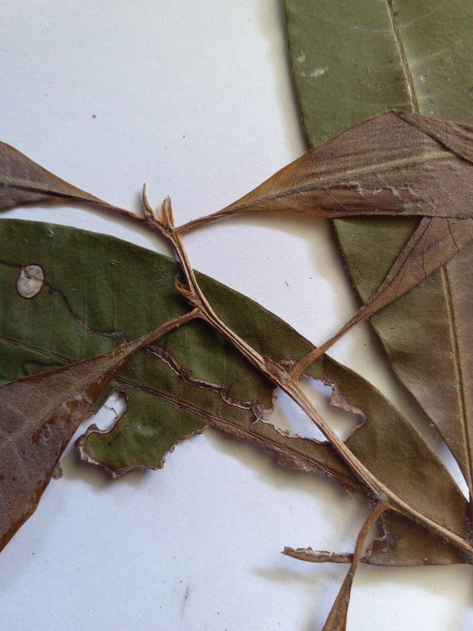 Ecclinusa 2