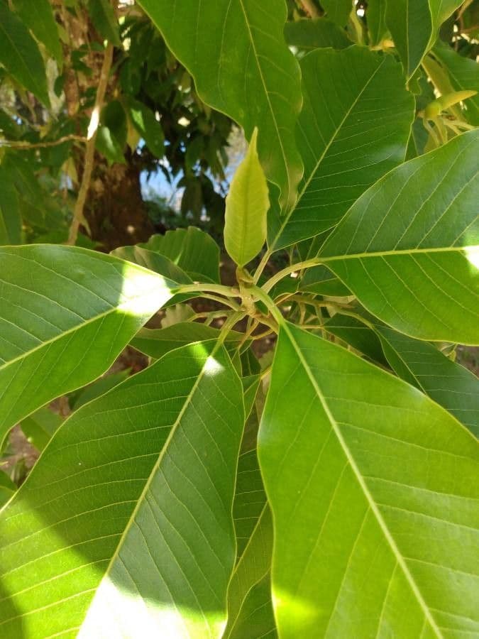 Magnolia champaca 26
