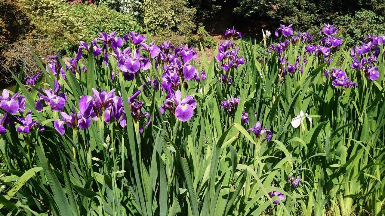 Iris versicolor 8