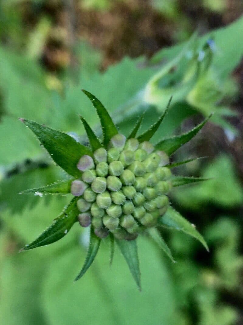 Knautia 22