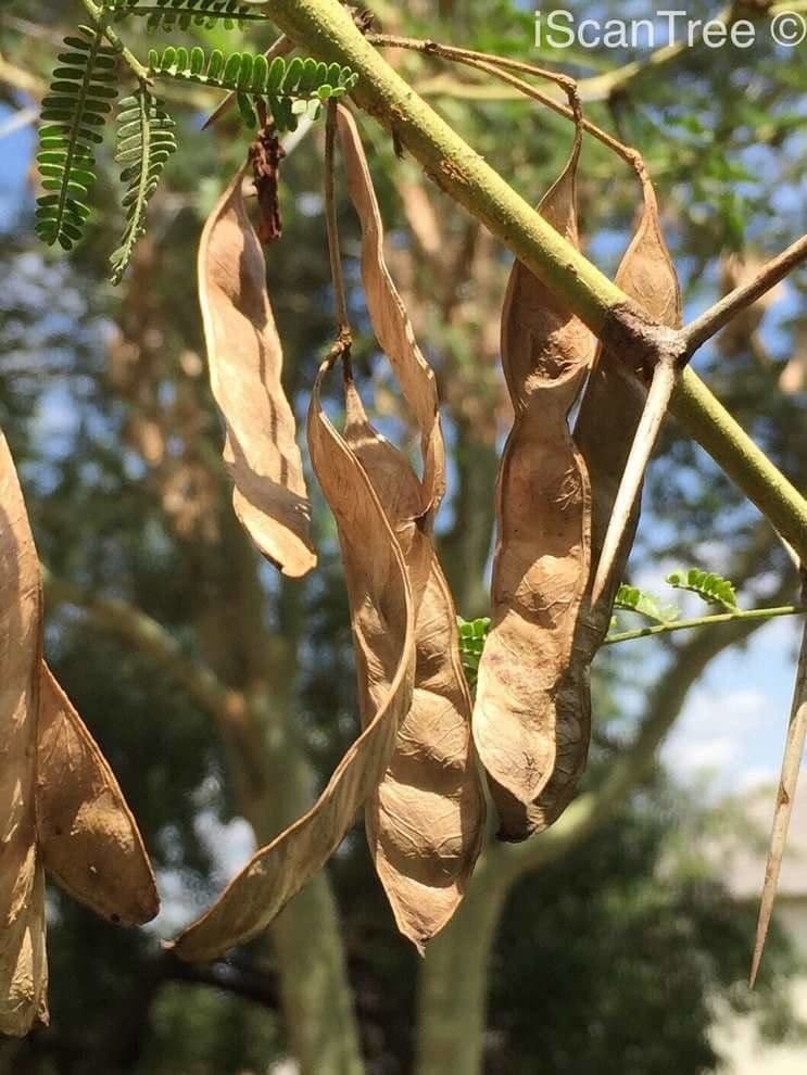 Acacia febrífuga 2