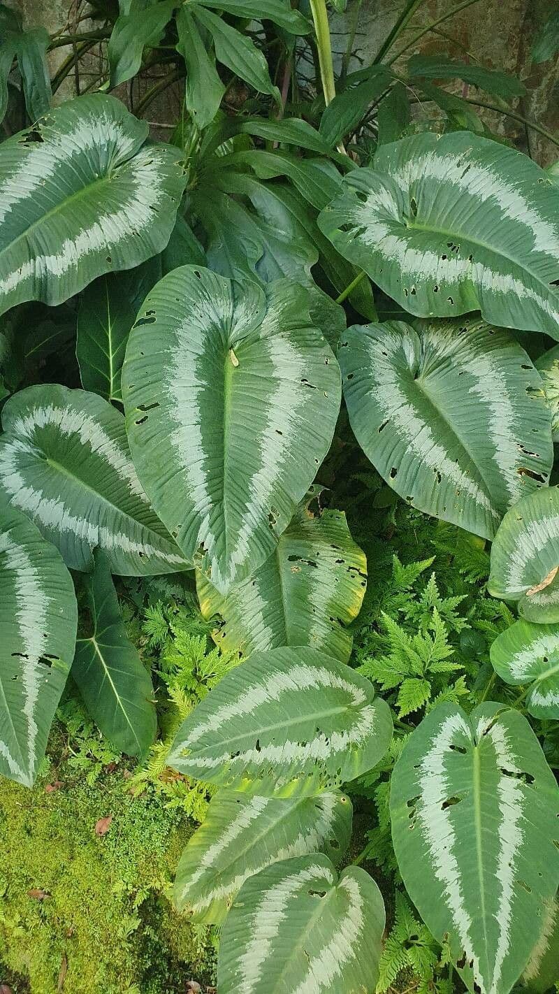 Schismatoglottis