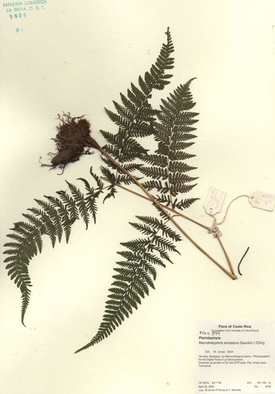 Macrothelypteris 17