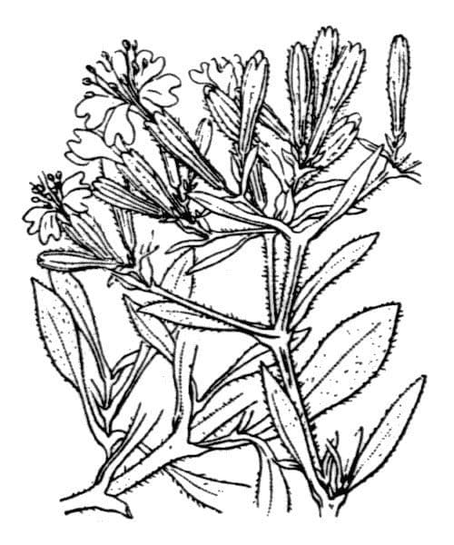 Silene 16