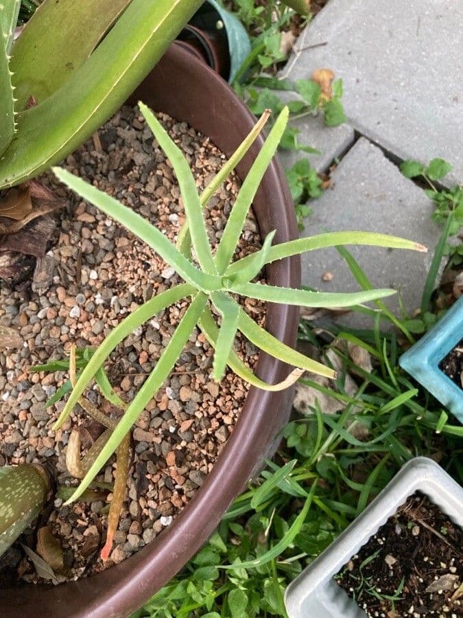 Aloe