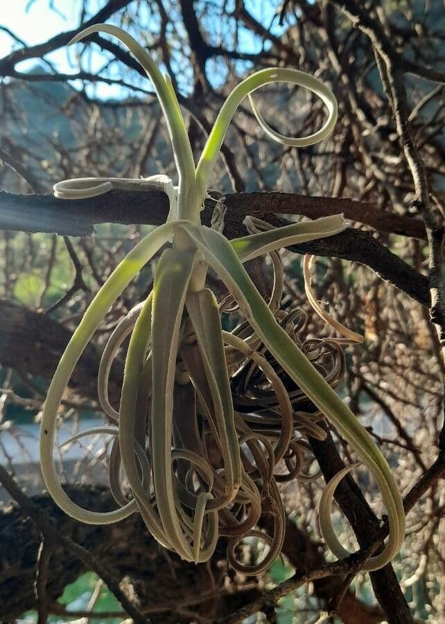 Tillandsia duratii 9