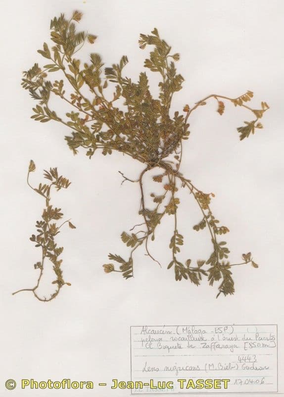 Vesce lenticulaire 13
