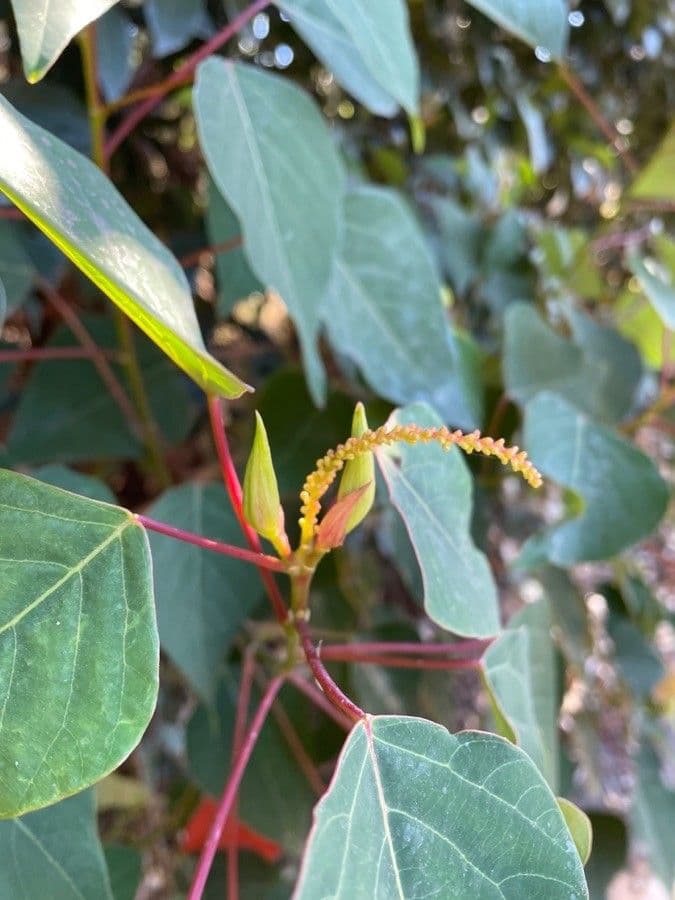 Homalanthus populifolius 6