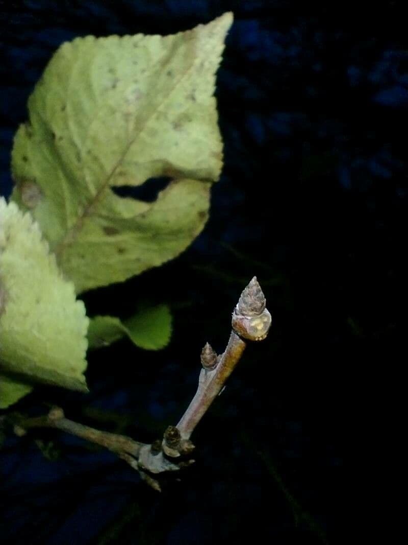 Prugna Damaschina 27