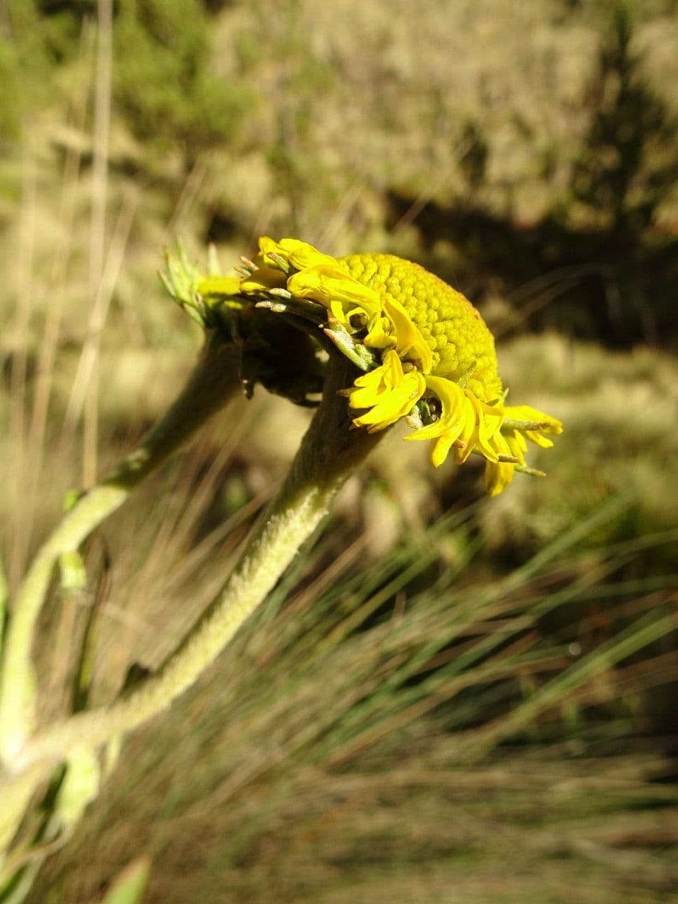 Helenium