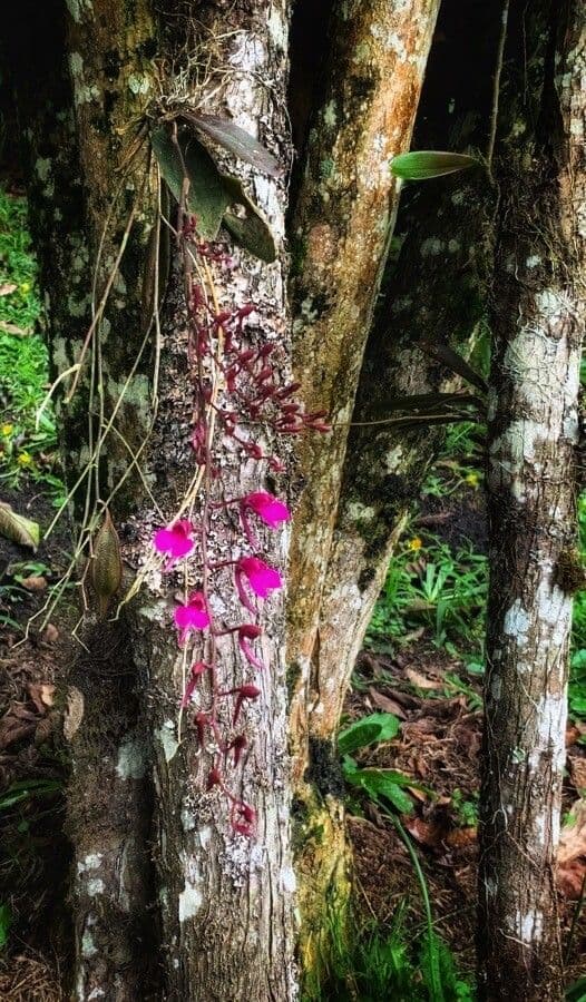 Orquídea caracol 7
