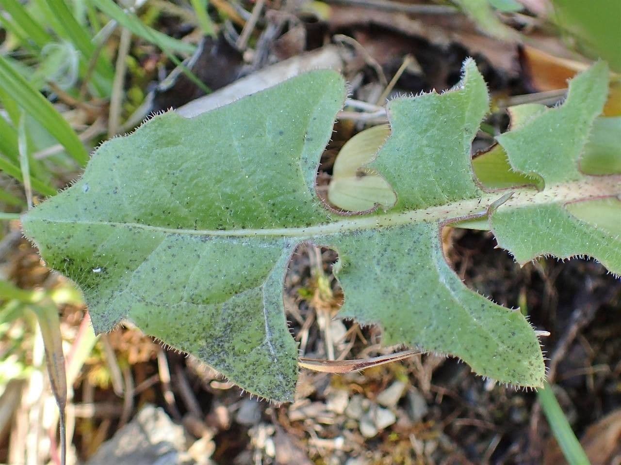 Radicchiella vescicosa 16