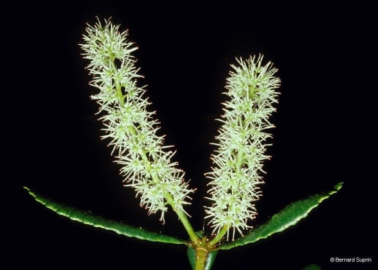 Cunonia 6
