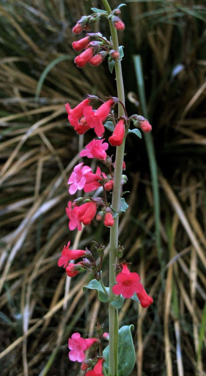 Penstemon