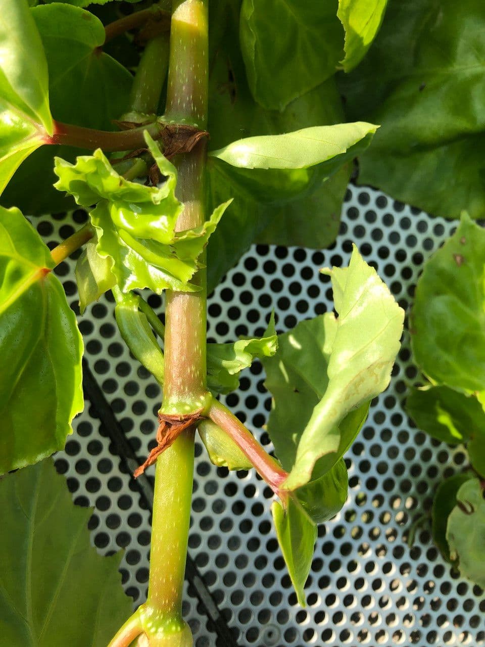 Begonia 21