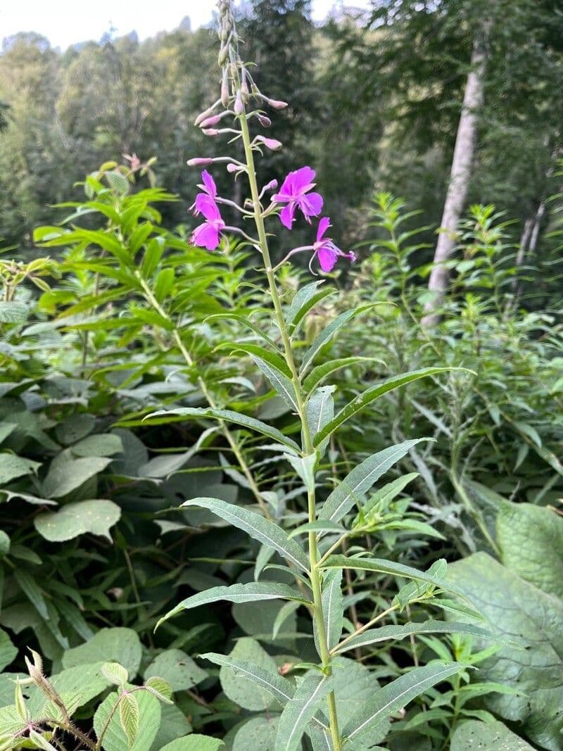 Schmalblättriges Weidenröschen 27