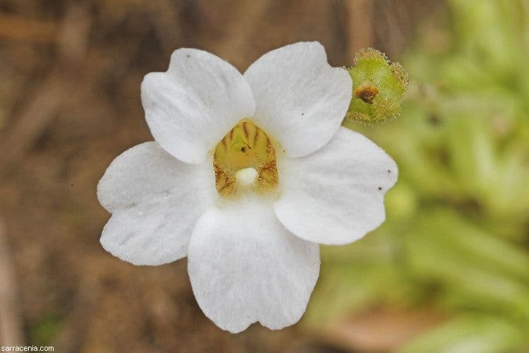 Pinguicula pumila 5