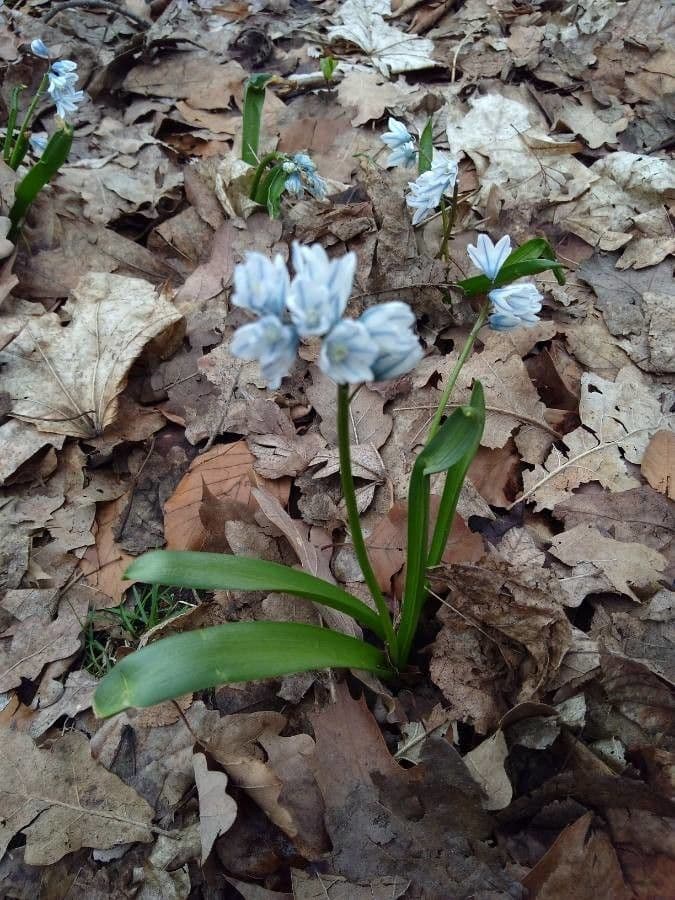 Puschkinia scilloides 17