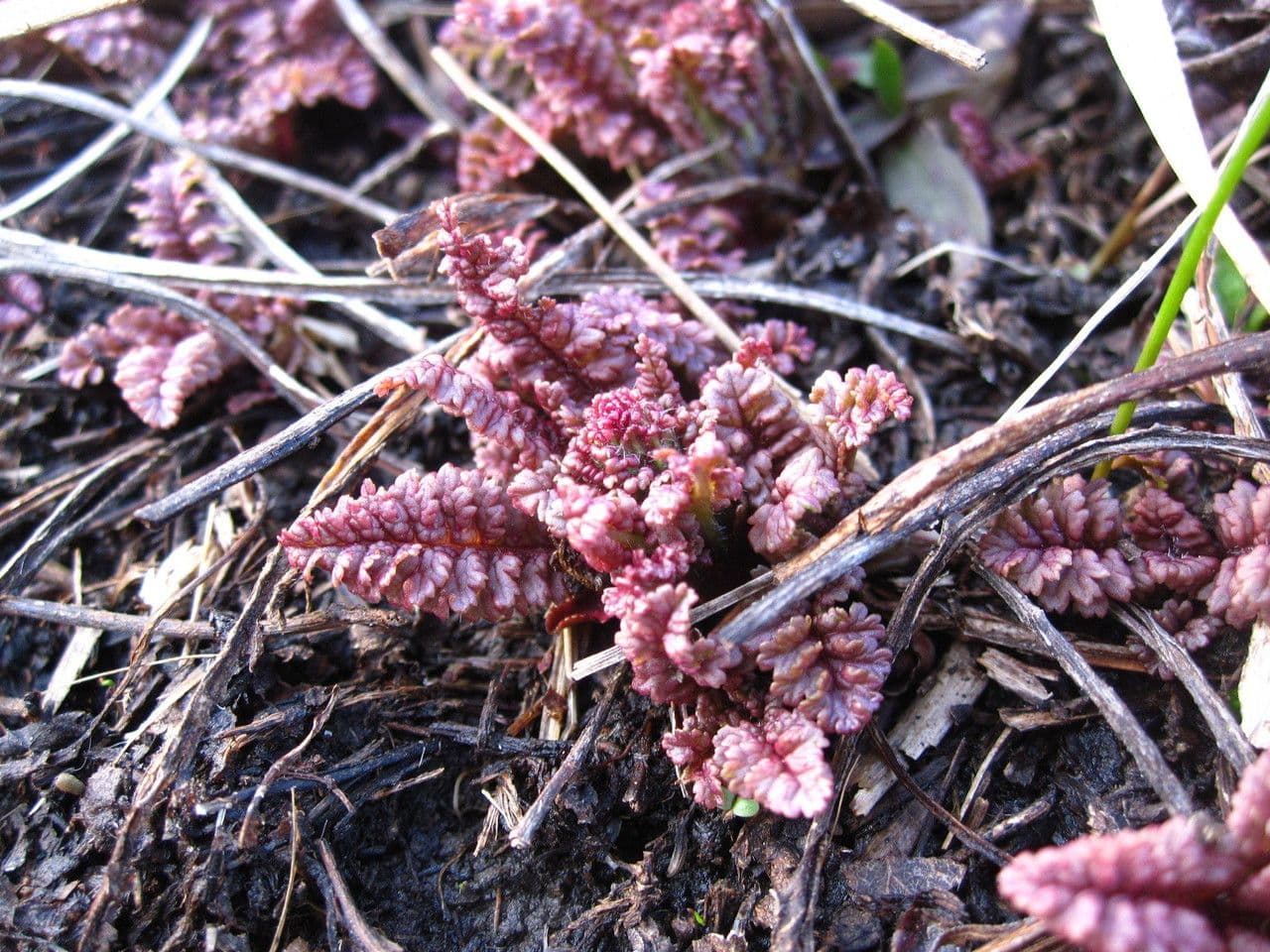 Pedicularis canadensis 12