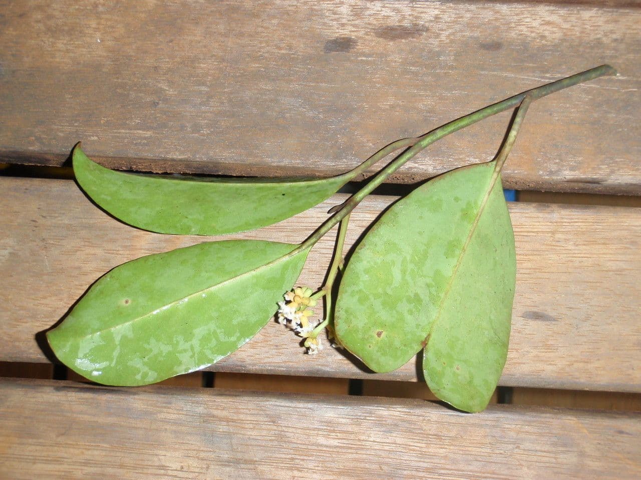 Gastrolepis 6