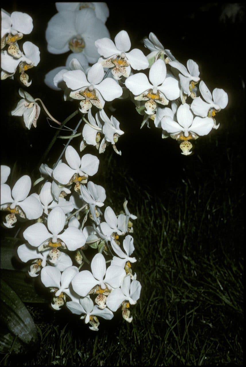 Phalaenopsis