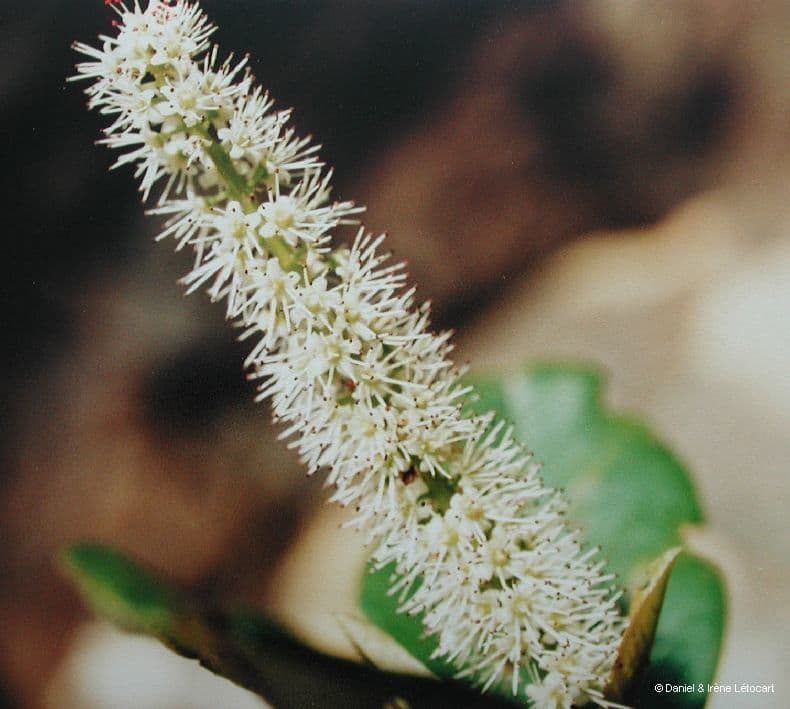 Cunonia 7
