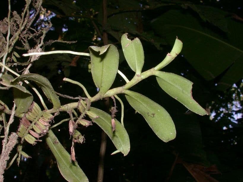 Orchidea 22